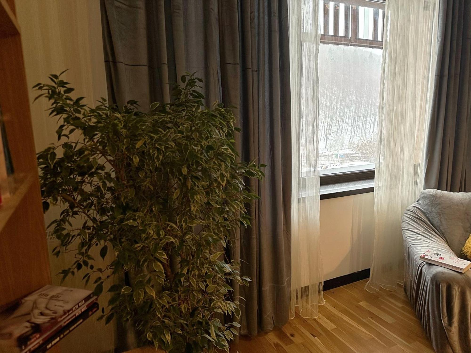Apartament “La Iepure” Брашов Екстер'єр фото
